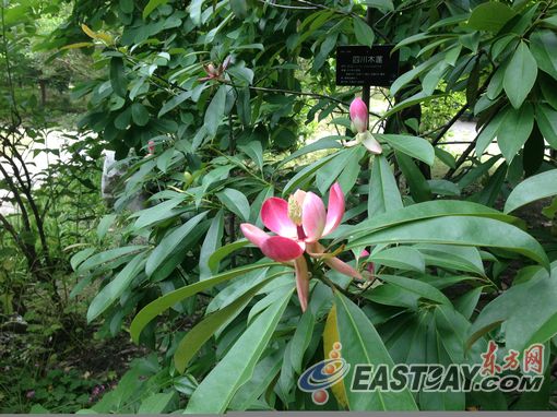上海植物園 四川木蓮 引種