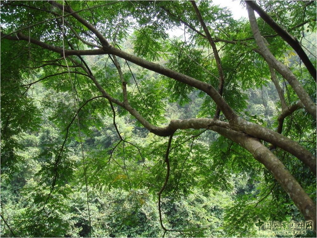 東入口種植調(diào)整