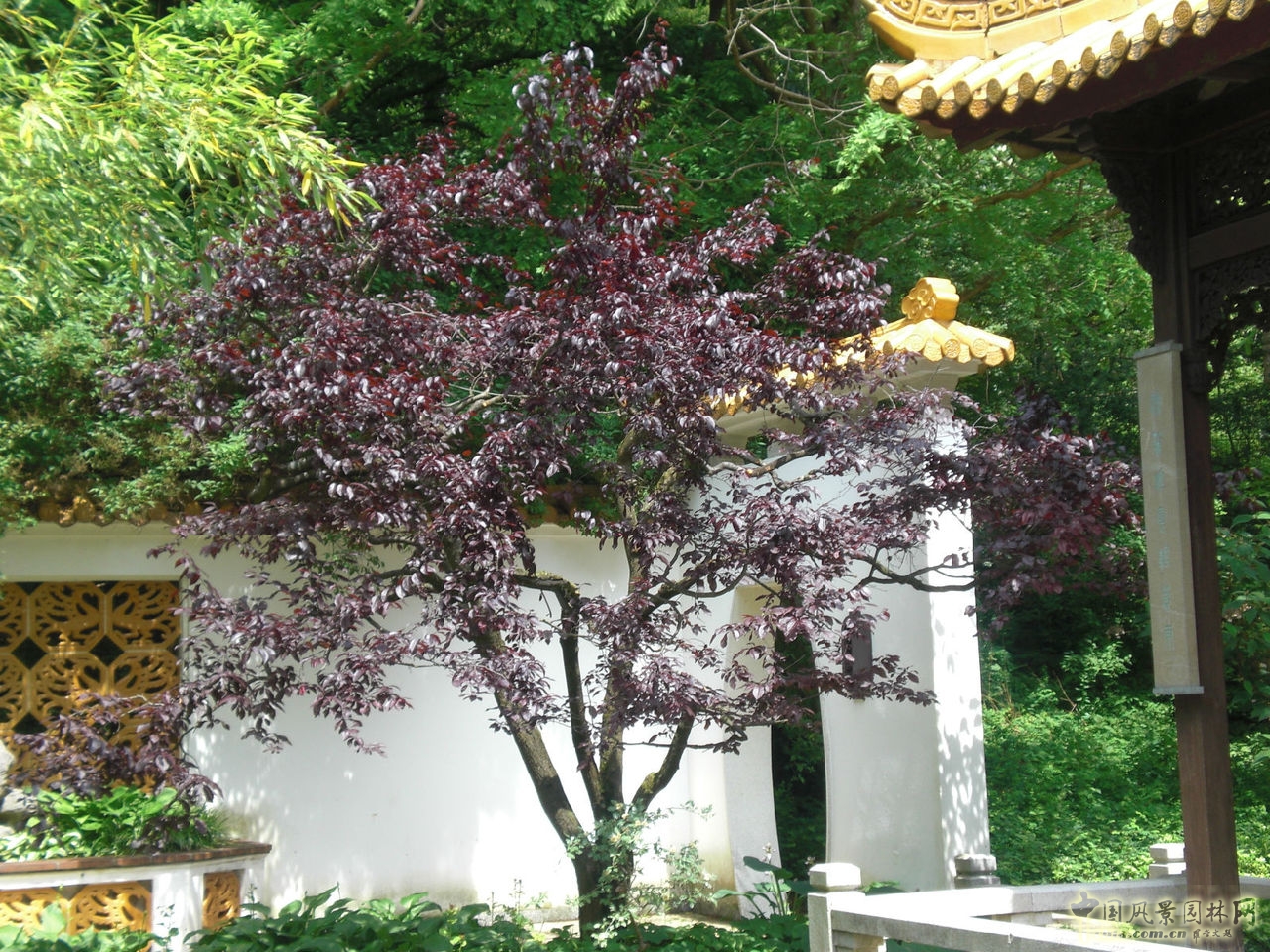 芳華園
