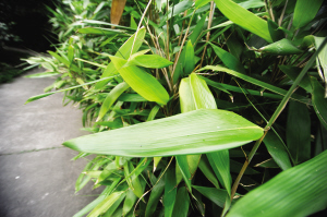 端午植物