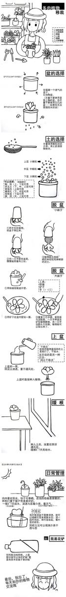 多肉植物移栽種植