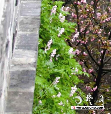 生物多樣性 
