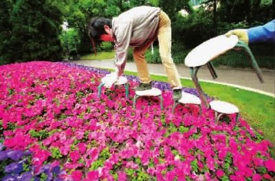 花叢除草