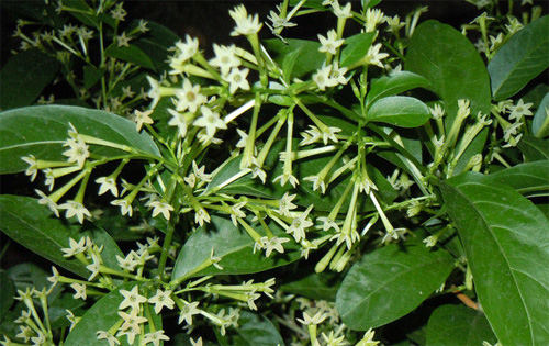 清涼 植物 夜來香
