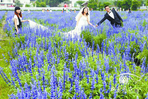 一對(duì)新人在熏衣草花海中拍攝婚紗照