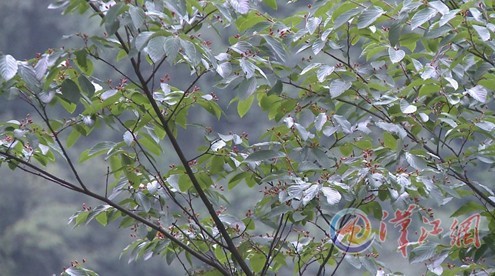 小勾兒茶