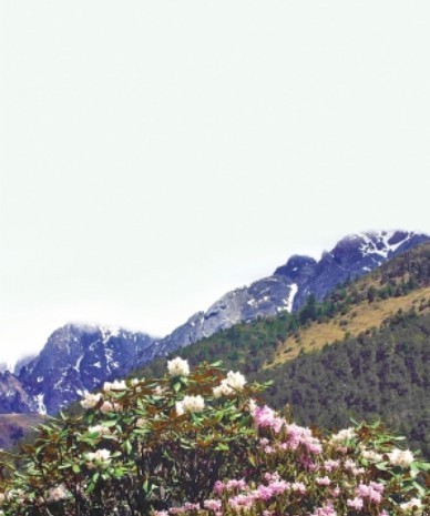 生物多樣性 山地生態系統 植物研究所 玉龍雪山