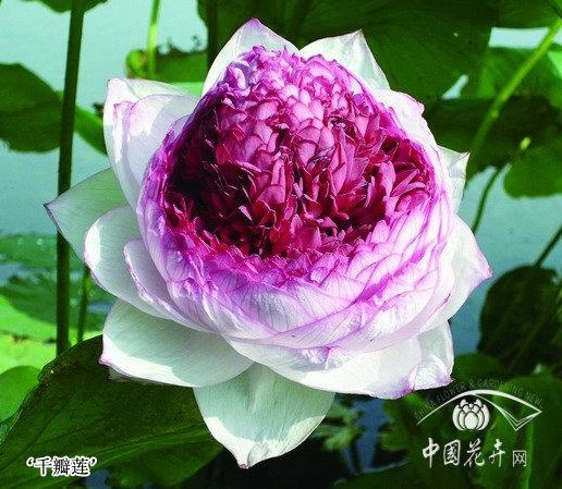 花博園