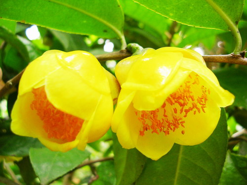 金花茶