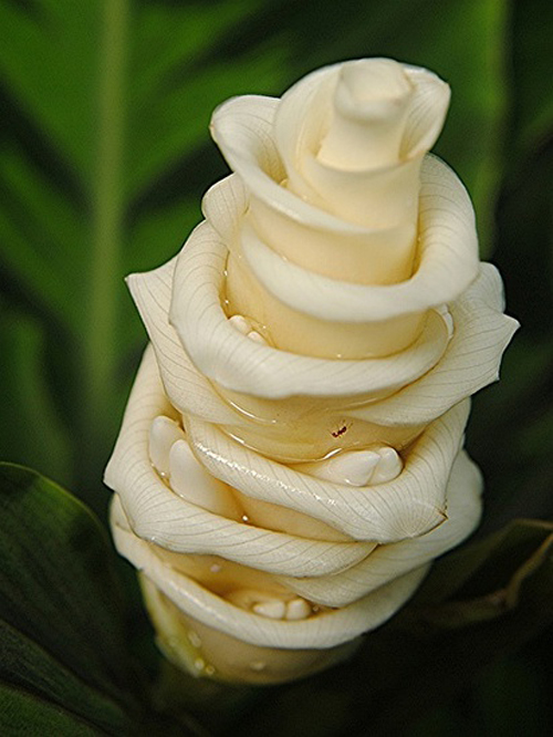 瓦氏肖竹芋 花卉 擬態(tài)