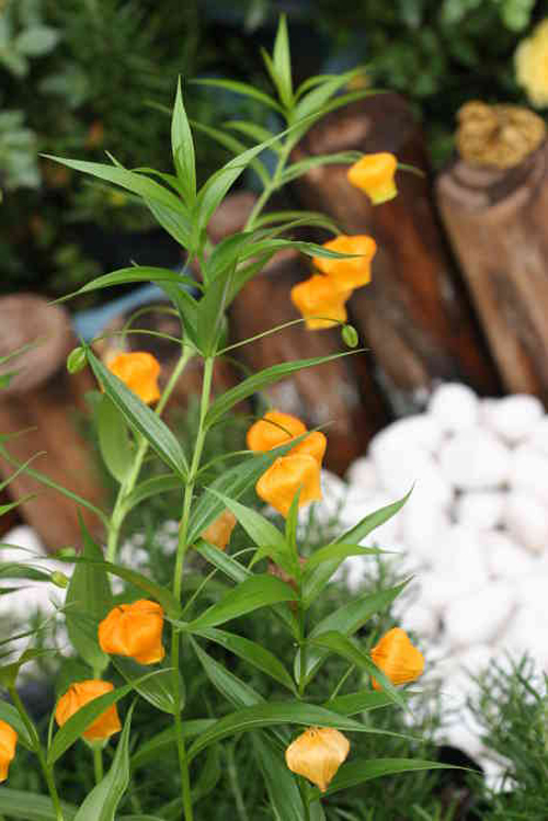 宮燈百合 花卉 百合