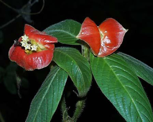 花卉 熱唇草 茜草
