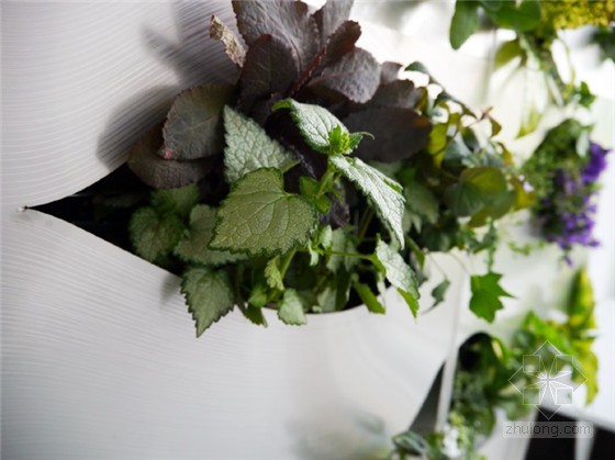 植物墻