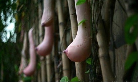 越南乳瓜