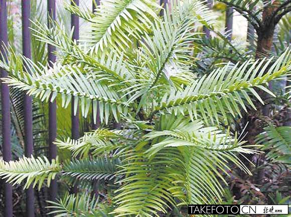 盤點(diǎn)北京植物園奇花異草之：瓦勒邁杉