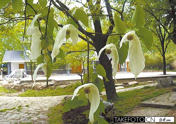 盤點北京植物園奇花異草之：北川鴿子樹