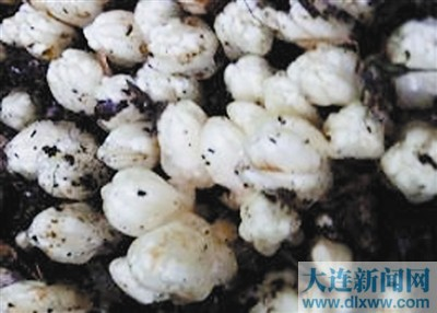 新寄生植物黃筒花