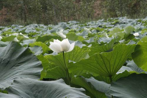 濕地管理 生物多樣性 三門峽 自然保護(hù)區(qū)