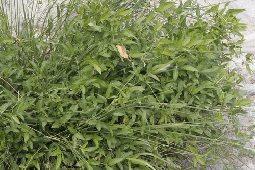 濕地管理 生物多樣性 三門峽 自然保護(hù)區(qū)
