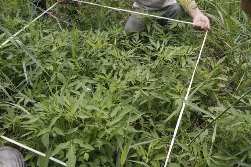 濕地管理 生物多樣性 三門峽 自然保護(hù)區(qū)