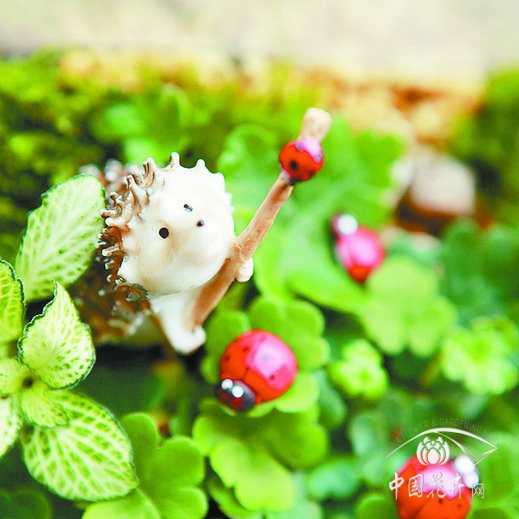 苔蘚微景觀