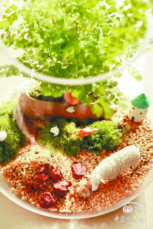 苔蘚微景觀
