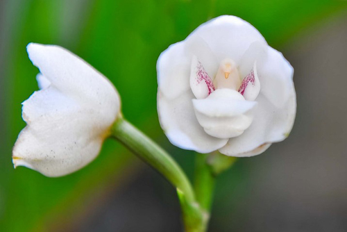 花卉 蘭花 擬態