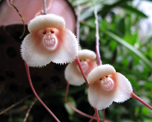 花卉 蘭花 擬態(tài)
