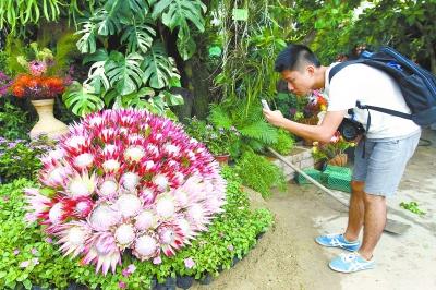 廣東華南植物園將舉辦“南非風(fēng)情帝王花展”