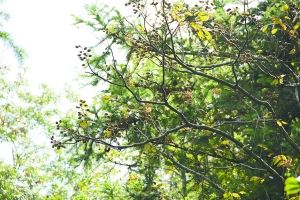 麗水松陽發(fā)現(xiàn)珍稀植物伯樂樹