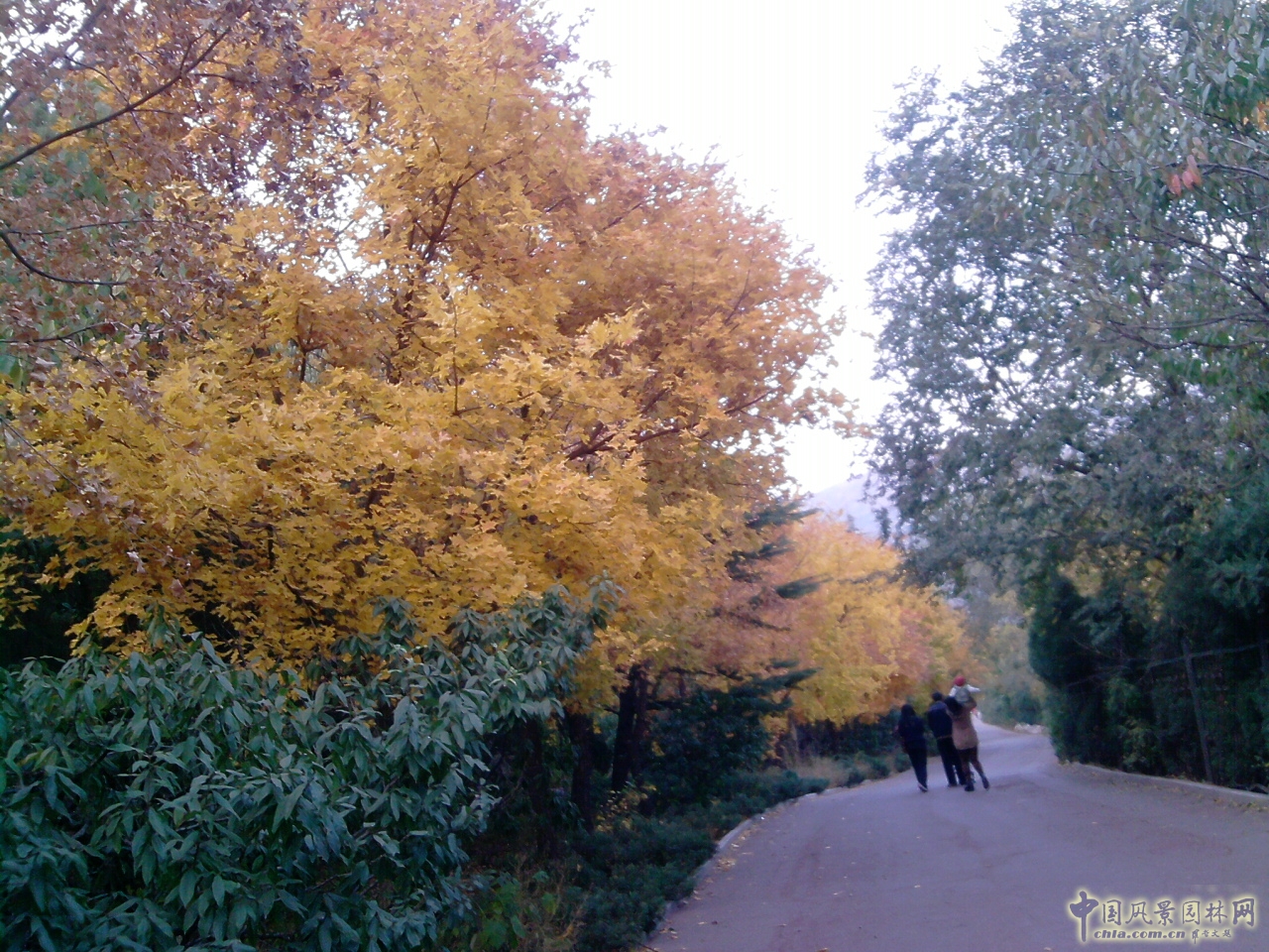 香山紅葉 秋游植物園 萬(wàn)葉戀歌 植物園