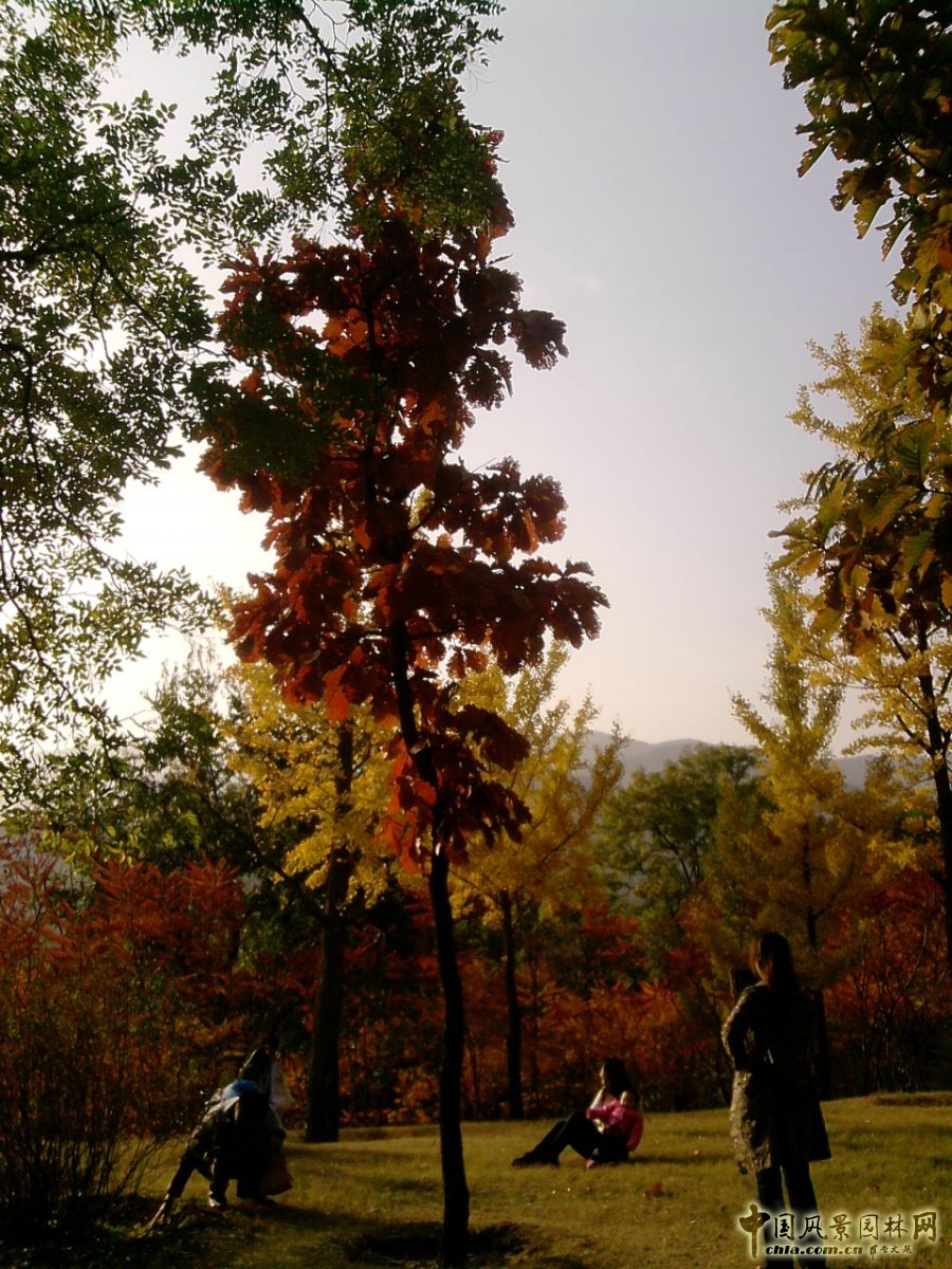 香山紅葉 秋游植物園 萬葉戀歌 植物園 紅楓