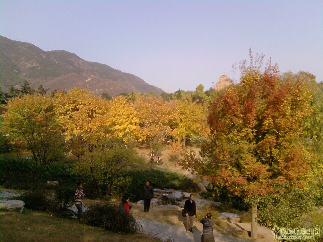 香山紅葉 秋游植物園 萬(wàn)葉戀歌 植物園 紅楓