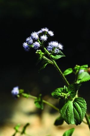 勝紅薊 