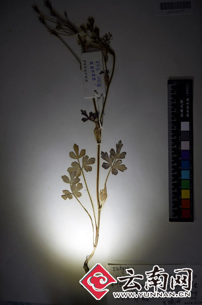 厚葉絲瓣芹（Acronema crassifolium） 翟劍 攝