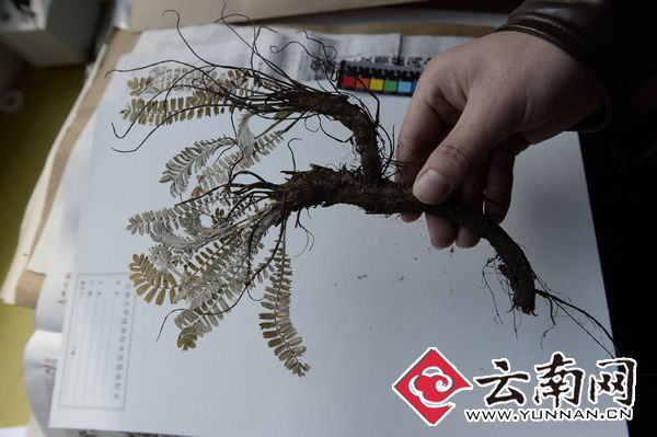 轎子山委陵菜