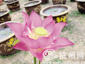 西湖風(fēng)荷