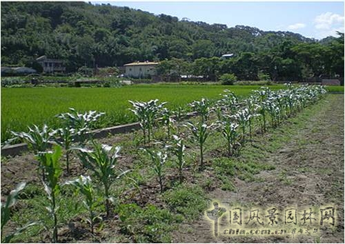 王曉璘 生態社區 城鄉改造 在地理論 環境保護