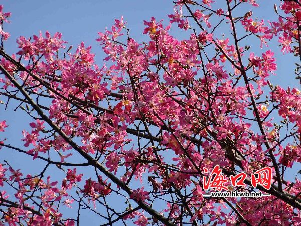 木棉花開