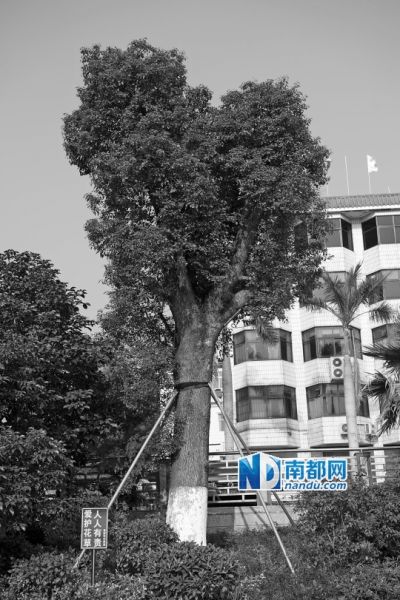 黃麻布社區辦公樓附近的天價樟樹。南都記者 陳文才 攝 