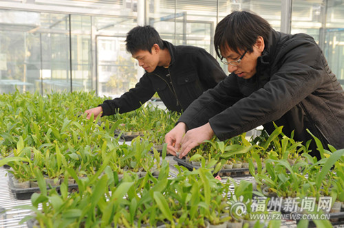 全國最大植物工廠工程化實驗室落戶福州