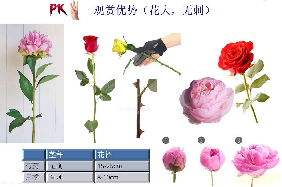 植物形態