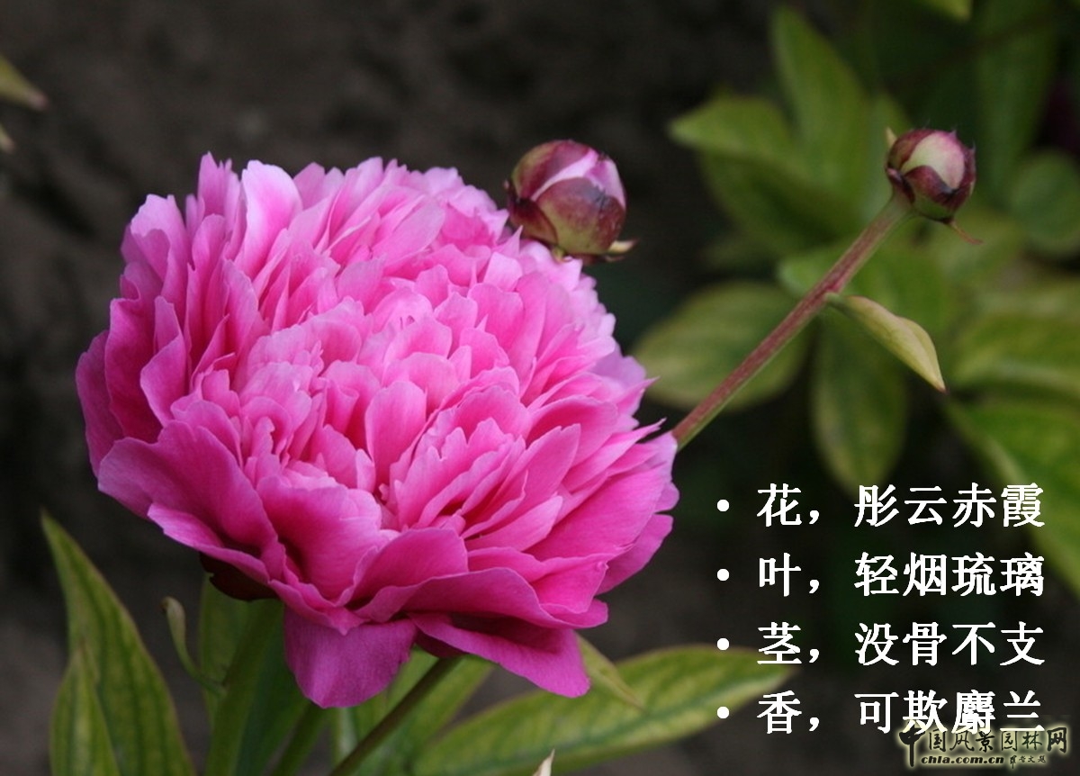 芍藥