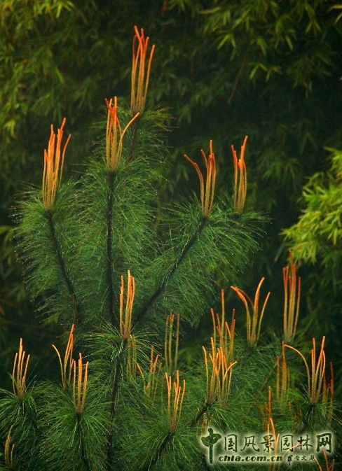 馬尾松