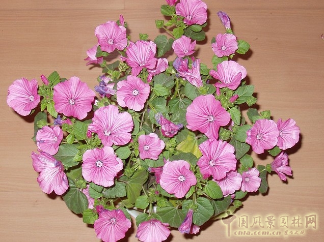 馬絡葵