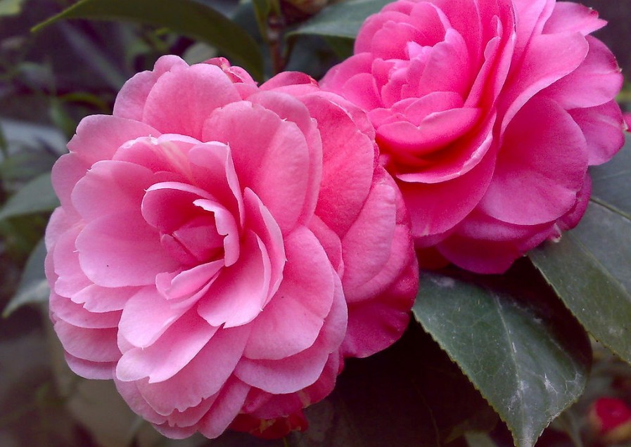 山茶花
