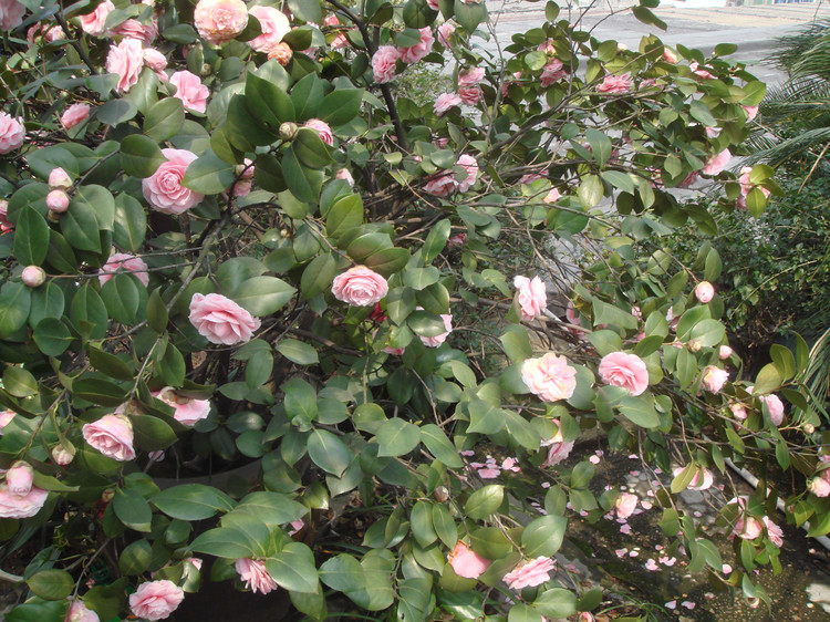 山茶花