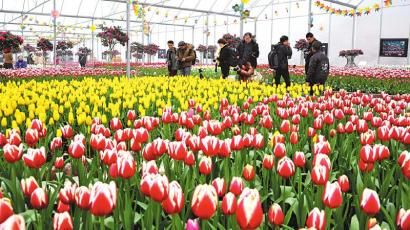 花卉博覽園—荷蘭郁金香花海。