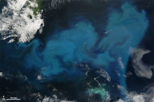 浮游植物