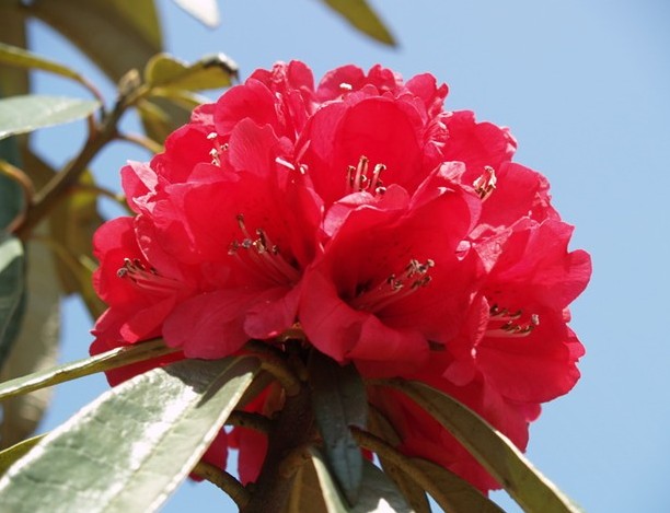 馬纓杜鵑